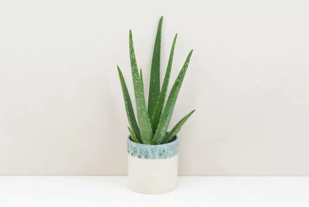 Aloe vera