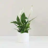 Lopatkovec Spathiphyllum wallisii