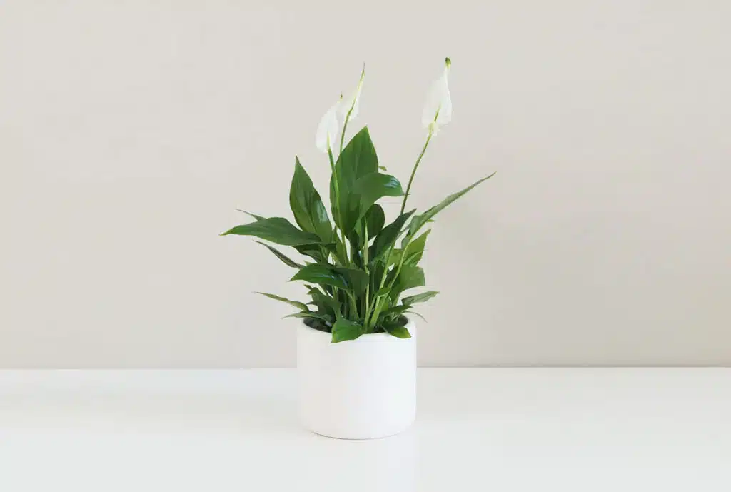 Lopatkovec Spathiphyllum wallisii