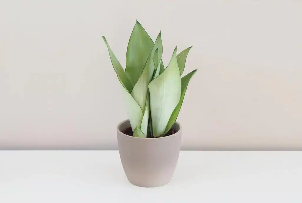 Sansevieria trifasciata Moonshine stredná