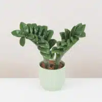 Zamioculcas Zenzi stredný