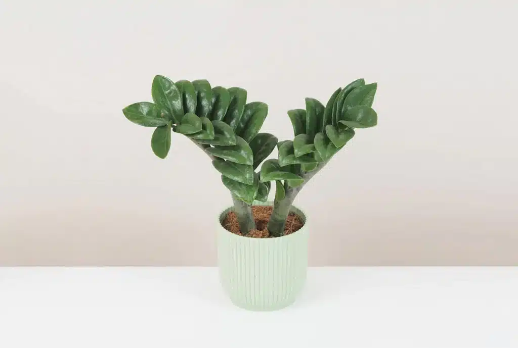 Zamioculcas Zenzi stredný